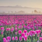 Skagit Tulips