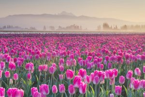 Skagit Tulips