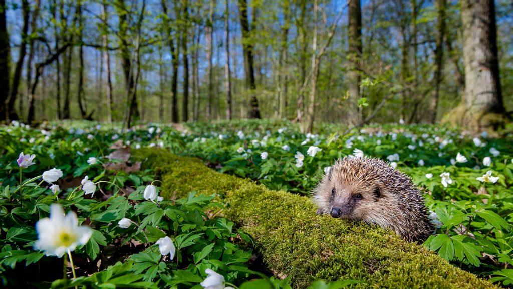 Spring Hedgehog