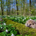 Spring Hedgehog