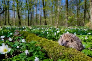 Spring Hedgehog