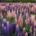 Wildflowerbloom