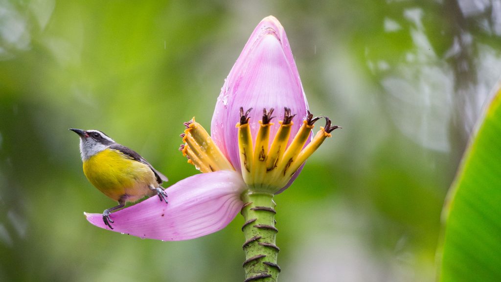 Bananaquit