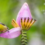 Bananaquit