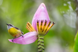 Bananaquit