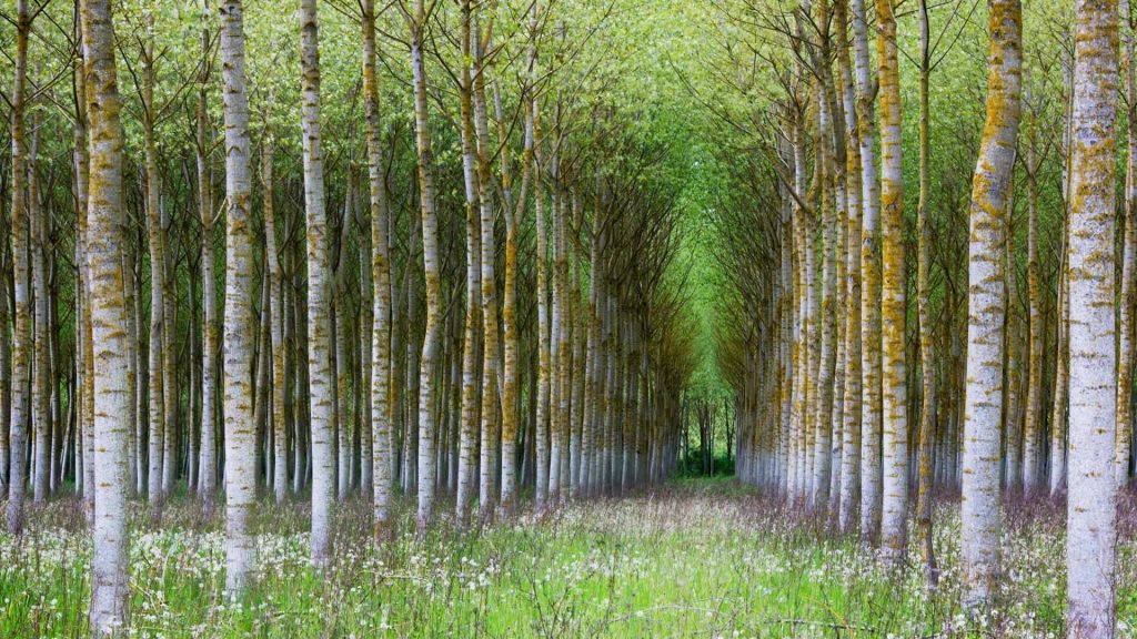Birch Forest