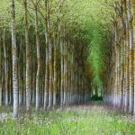 Birch Forest
