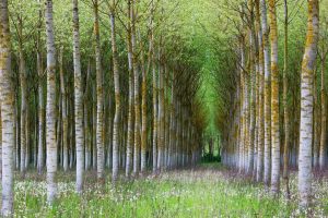 Birch Forest