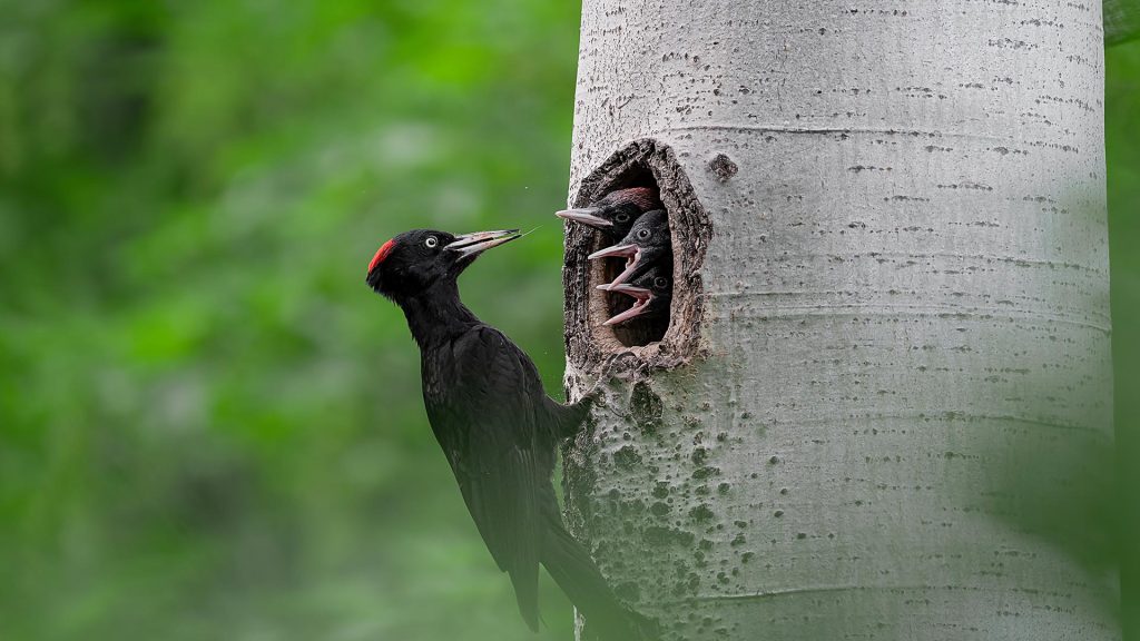 Black Woodpeck