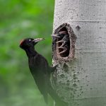 Black Woodpeck