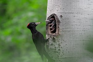 Black Woodpeck