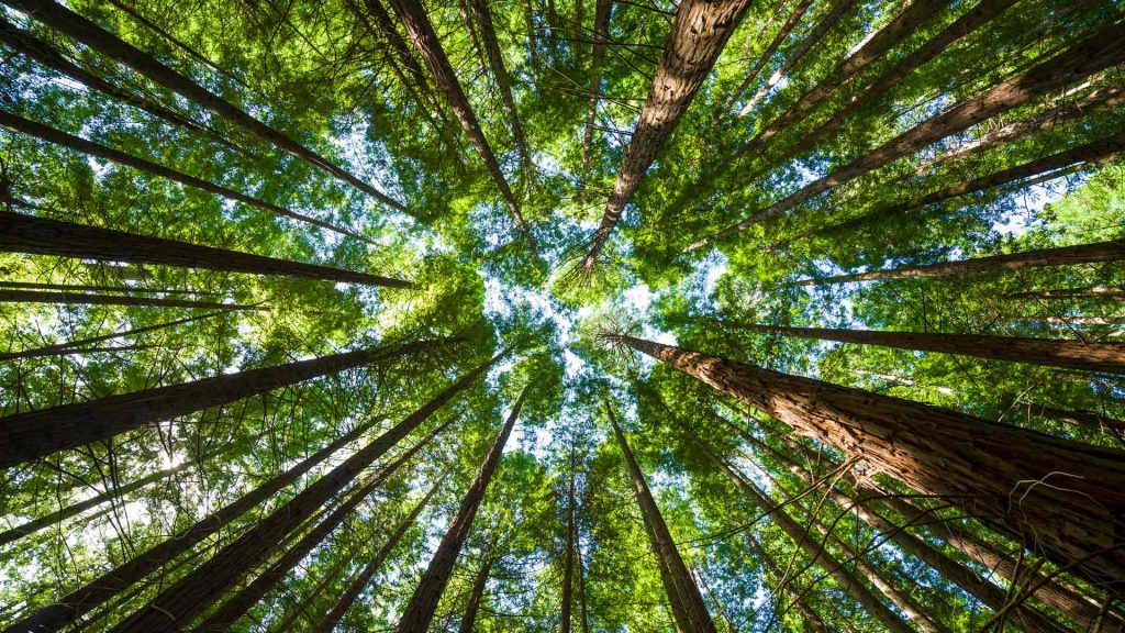 Bosque Cielo