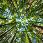 Bosque Cielo