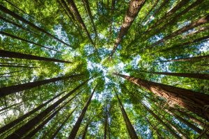 Bosque Cielo