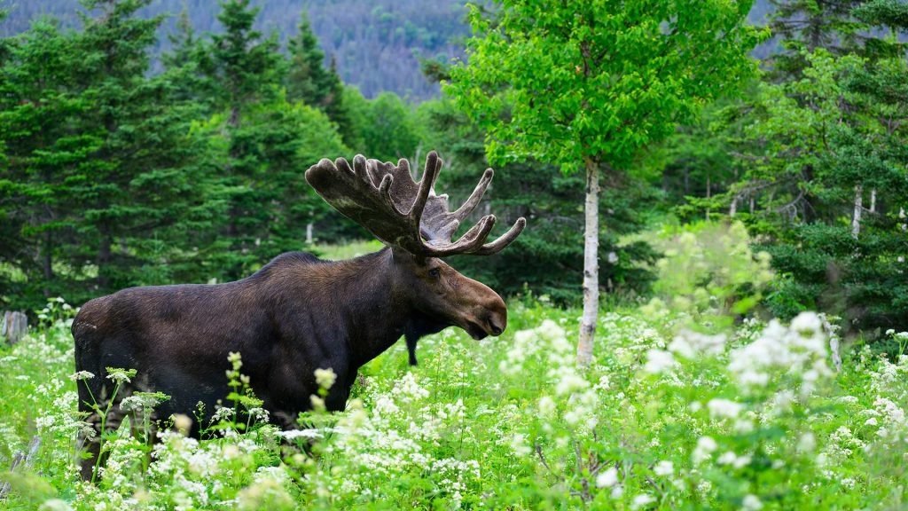 Bull Quebec