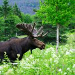 Bull Quebec