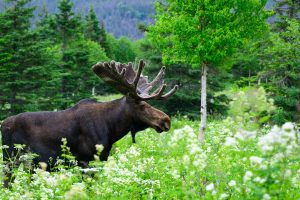 Bull Quebec