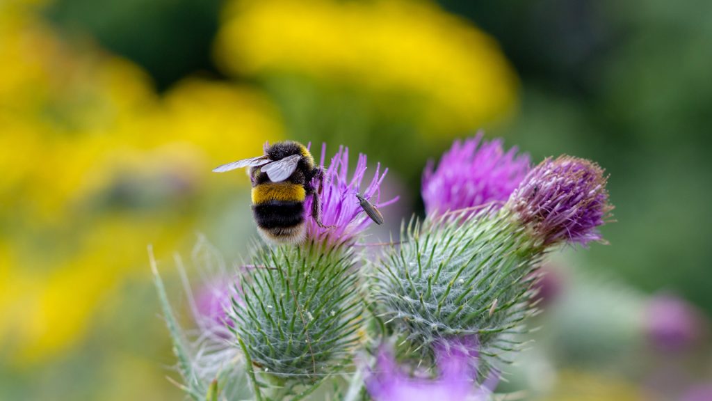 Bumble Bee
