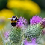 Bumble Bee