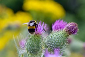Bumble Bee