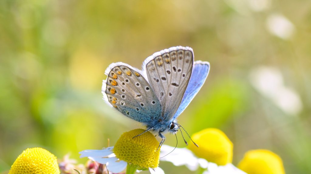 Butterfly Flower
