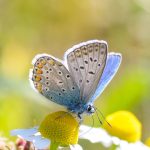 Butterfly Flower