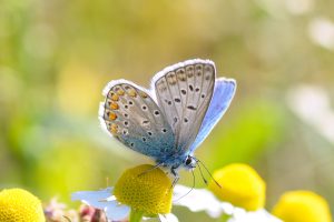 Butterfly Flower