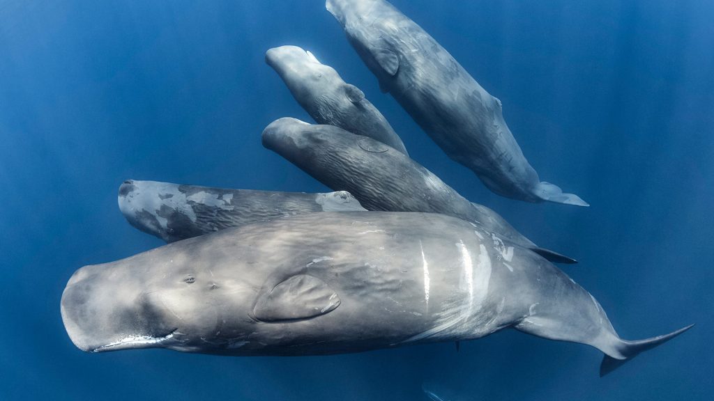Endangered Whales
