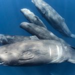 Endangered Whales