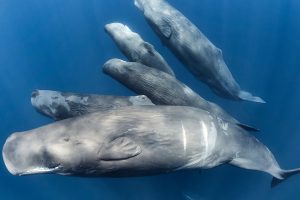 Endangered Whales