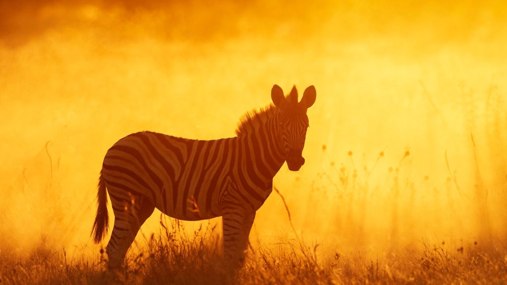 Equus Quagga