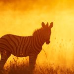 Equus Quagga