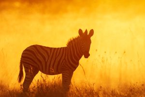 Equus Quagga