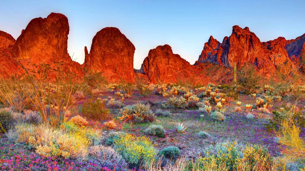 Kofa
