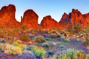Kofa