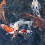 Koi Pond