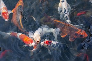 Koi Pond