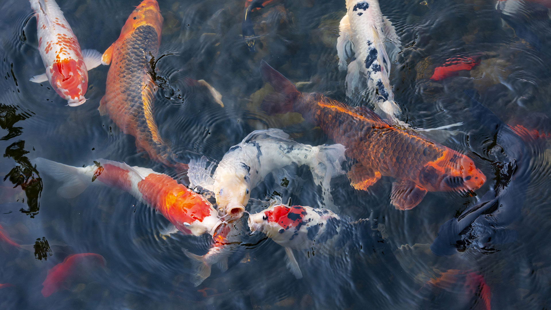 Koi Pond