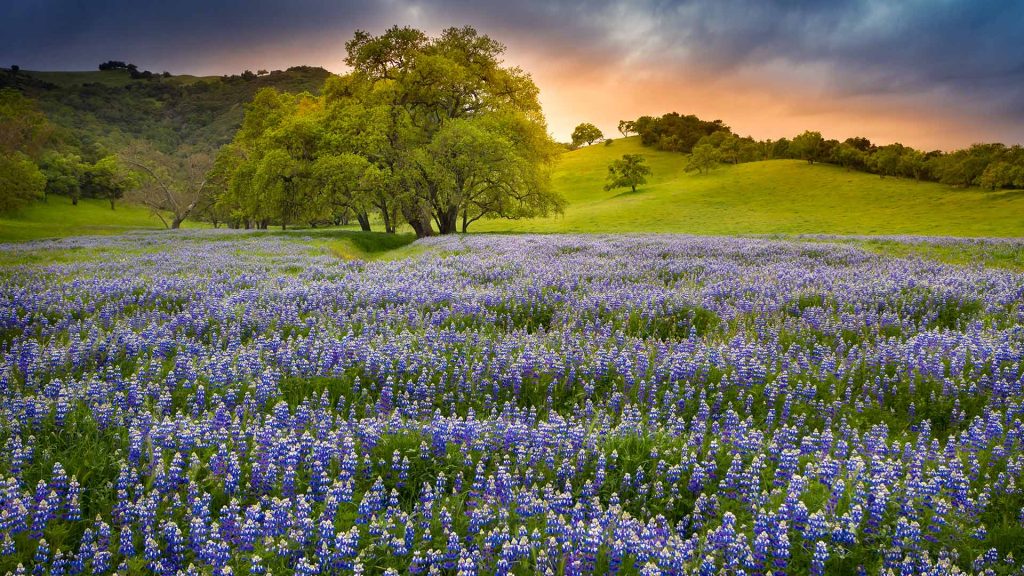 Lupine Bloom