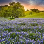 Lupine Bloom