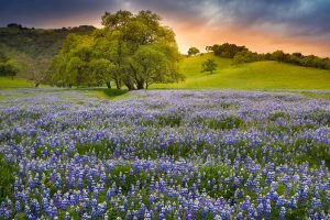 Lupine Bloom