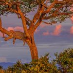 Masai Leopard