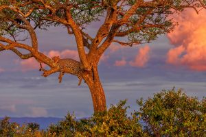 Masai Leopard
