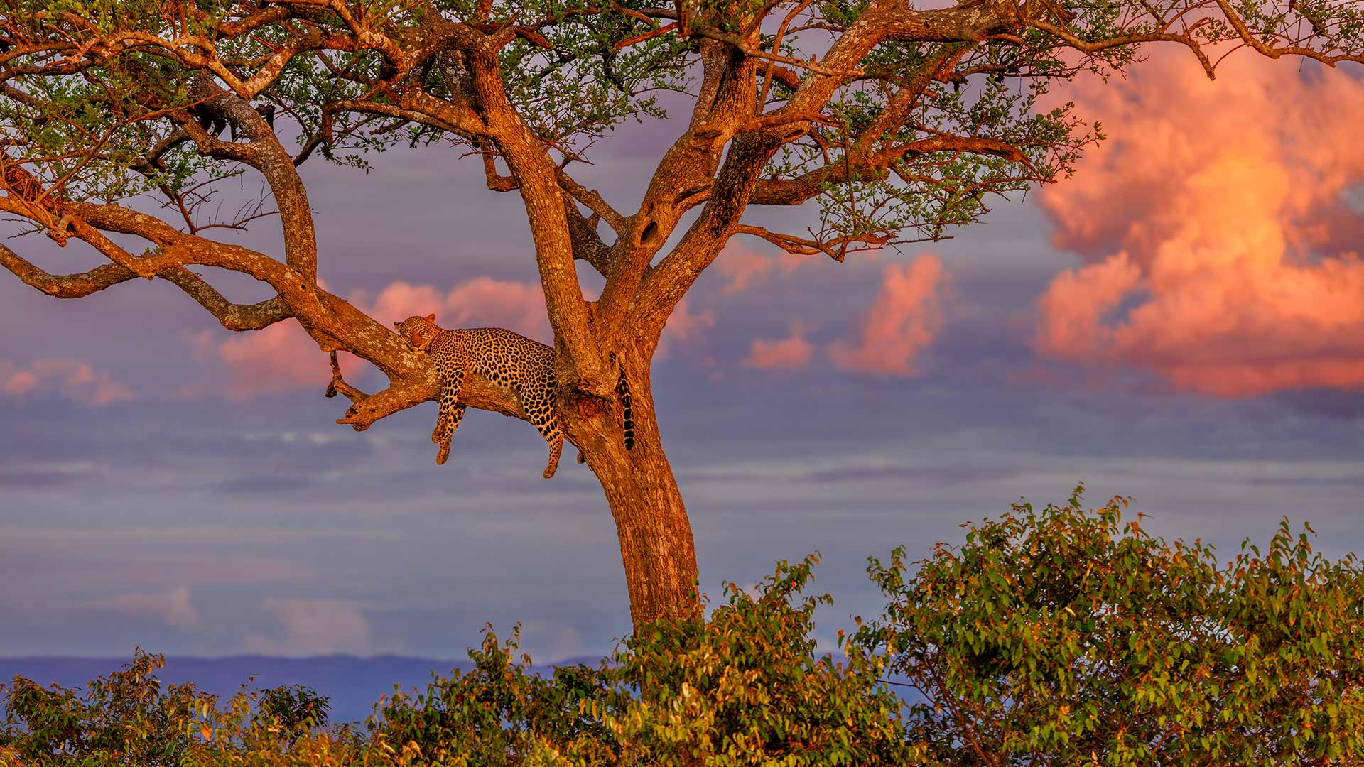 Masai Leopard