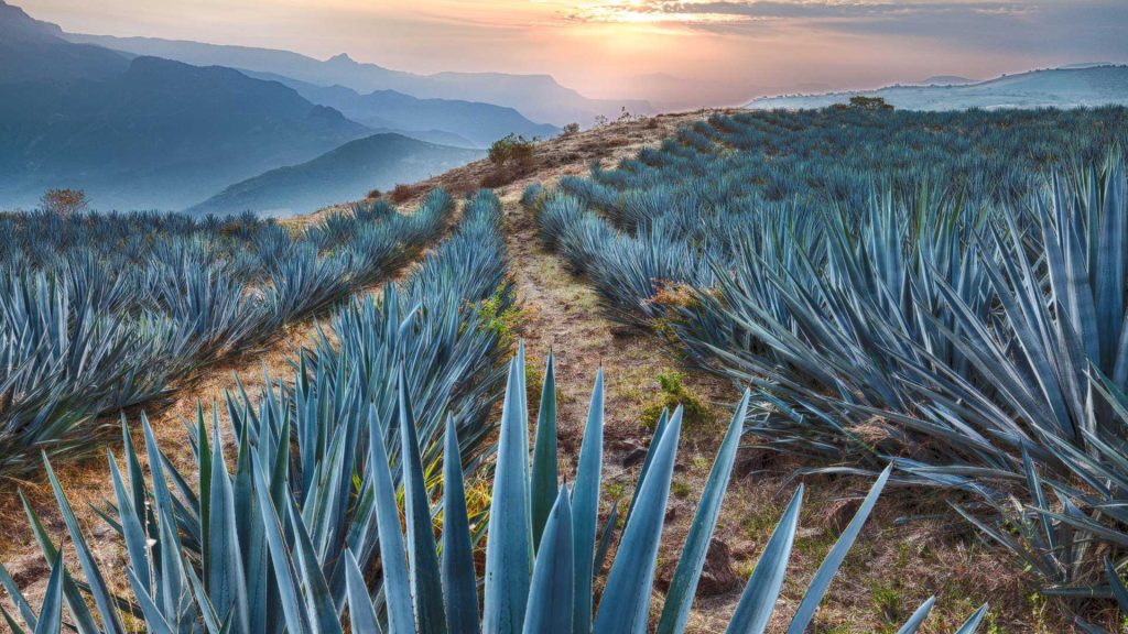 Mayo Agave