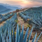 Mayo Agave