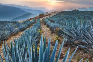 Mayo Agave
