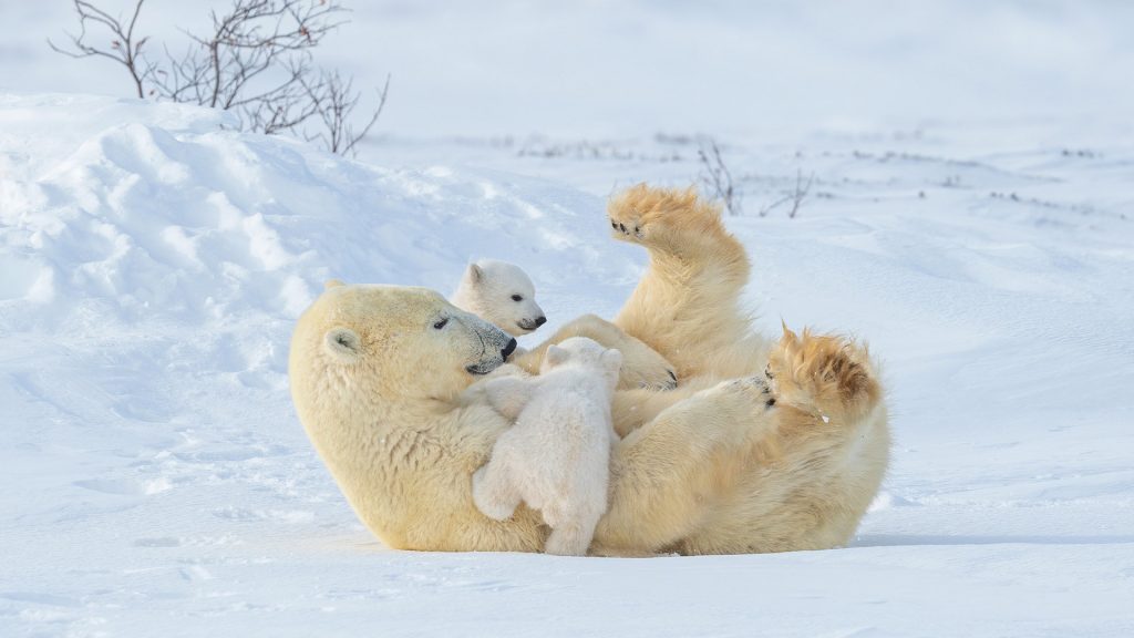 Mother Cub
