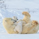 Mother Cub