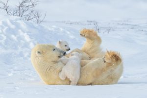 Mother Cub